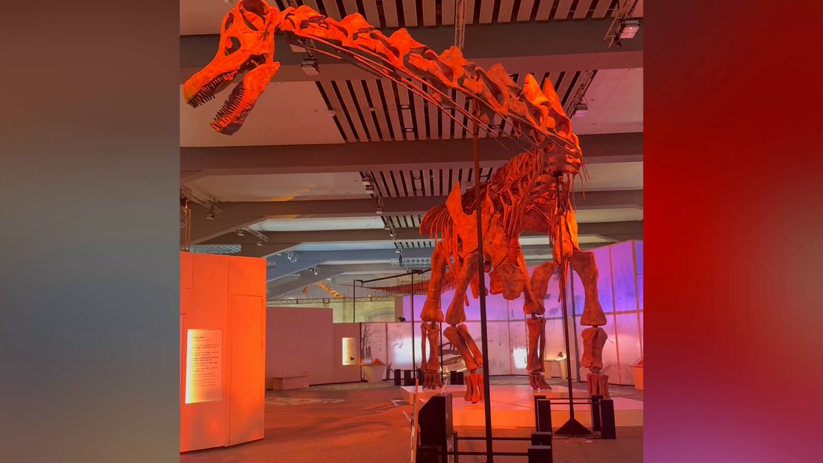 ♡巨大恐竜展familiarコラボ♡ ✨巨大恐竜展2025×familiar✨ 神戸発祥のベビー・子ども関連