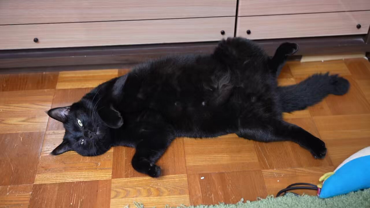 黒猫つくねちゃん太しっぽ on X: 