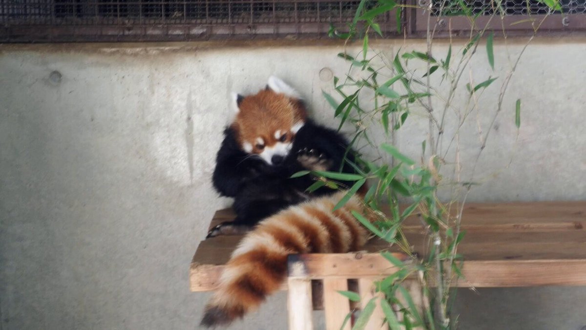 FRAGMENT - レッサーパンダ DX(p)レッサーパンダ | DX(p)(MOVE) BigCatBabiesシリーズ | PazuMe