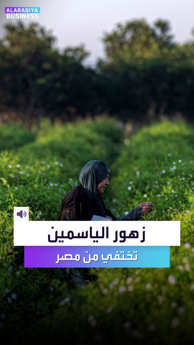 الذهب الأبيض في مصر يختفي تحت لهيب التغيّر المناخي. الياسمين المصري الذي كان يملأ عطور باريس الفاخرة صار بالكاد يكفي قوت يوم لعائلات الدلتا.. إليكم ماذا يجري؟ _Business 