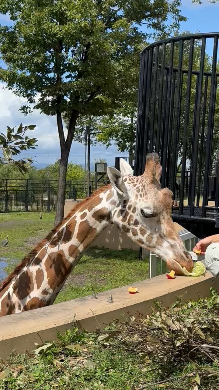 大学動物園 動物園大学 - 京都大学野生動物研究センター