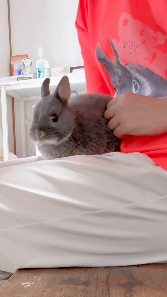 うさぎの凛🐰心の処方箋 on X: 
