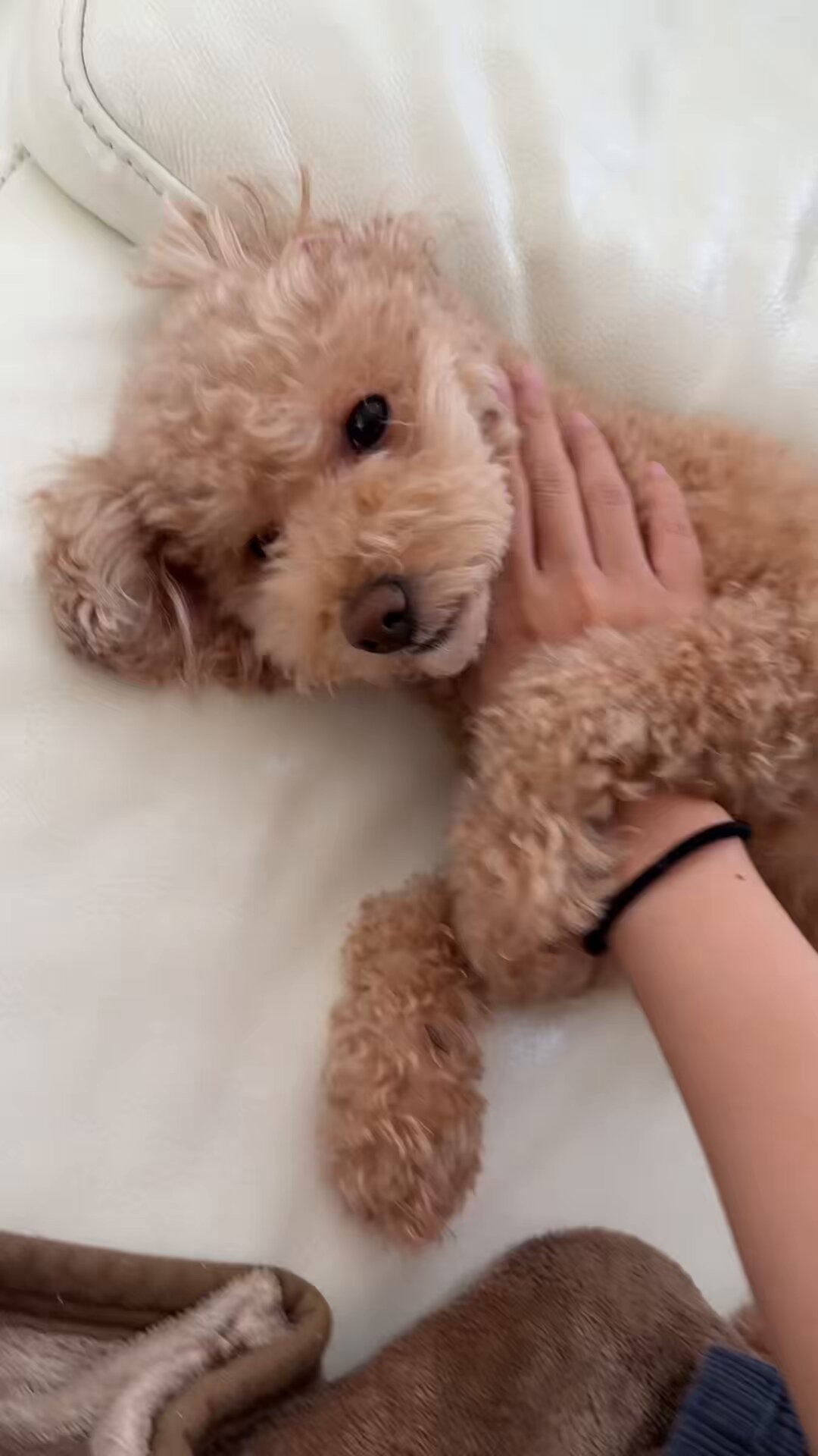 美しい古美術◼️蔵から可愛い犬のかなり雰囲気のある水差しが出て来ました、茶道具 美しい古美術◼️蔵から可愛い犬のかなり雰囲気のある水差しが出