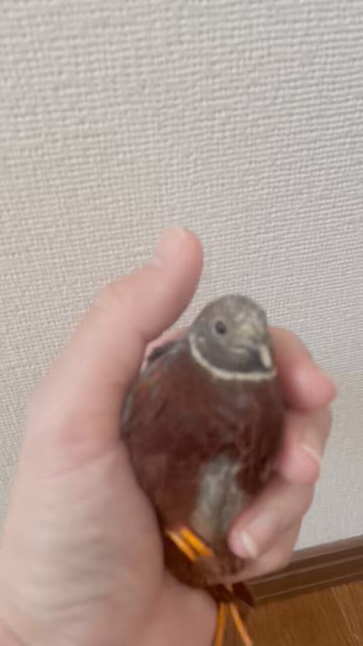ひめうずら研究室 成鳥用配合飼料 4kg 鳥 餌 ヒメウズラ ひめうずら研究室の餌 成鳥用｜ひめうずら研究室