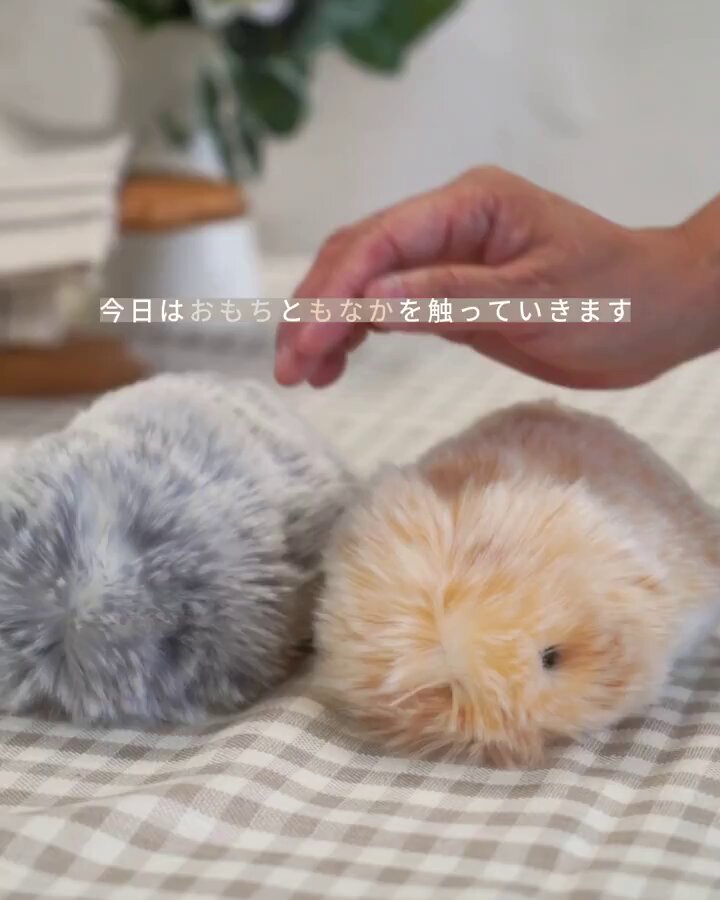 ✨モフリン(Moflin)　シルバー✨ Moflin(シルバー) | CASIO