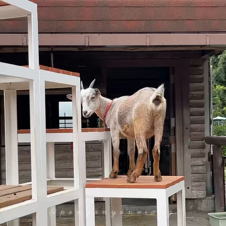 ぽにょ (@ponyonyonxiang) / Posts / X