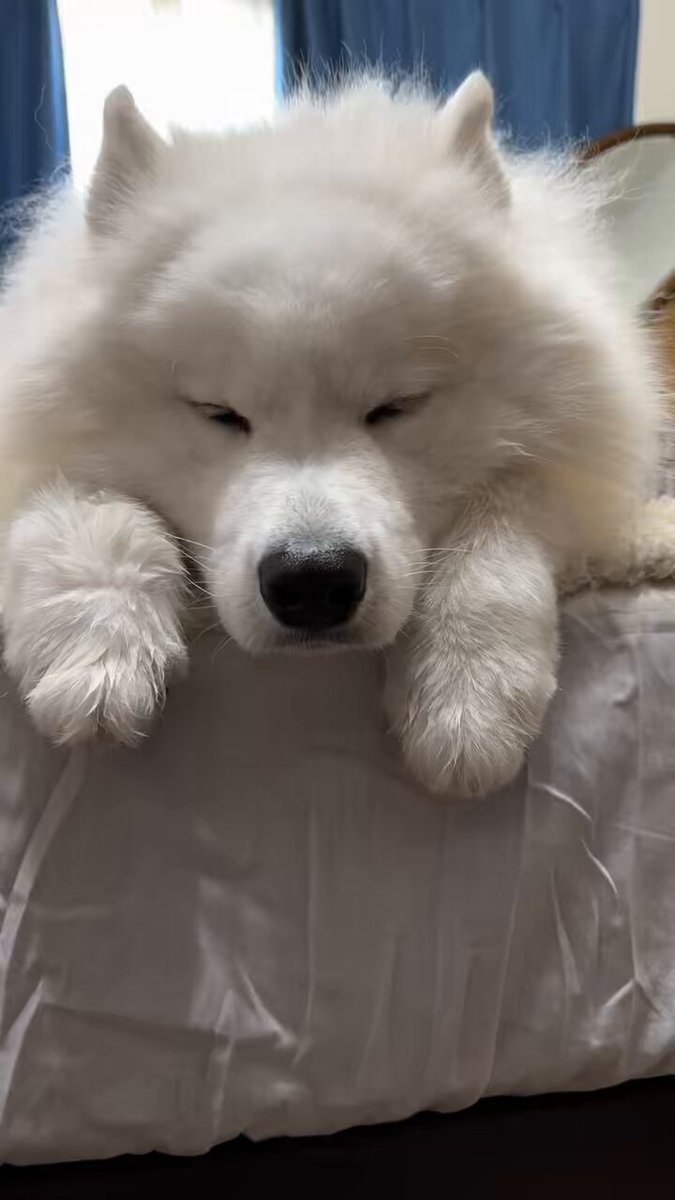 エル🐾サモエド (@Samoyed_ELLE) / X