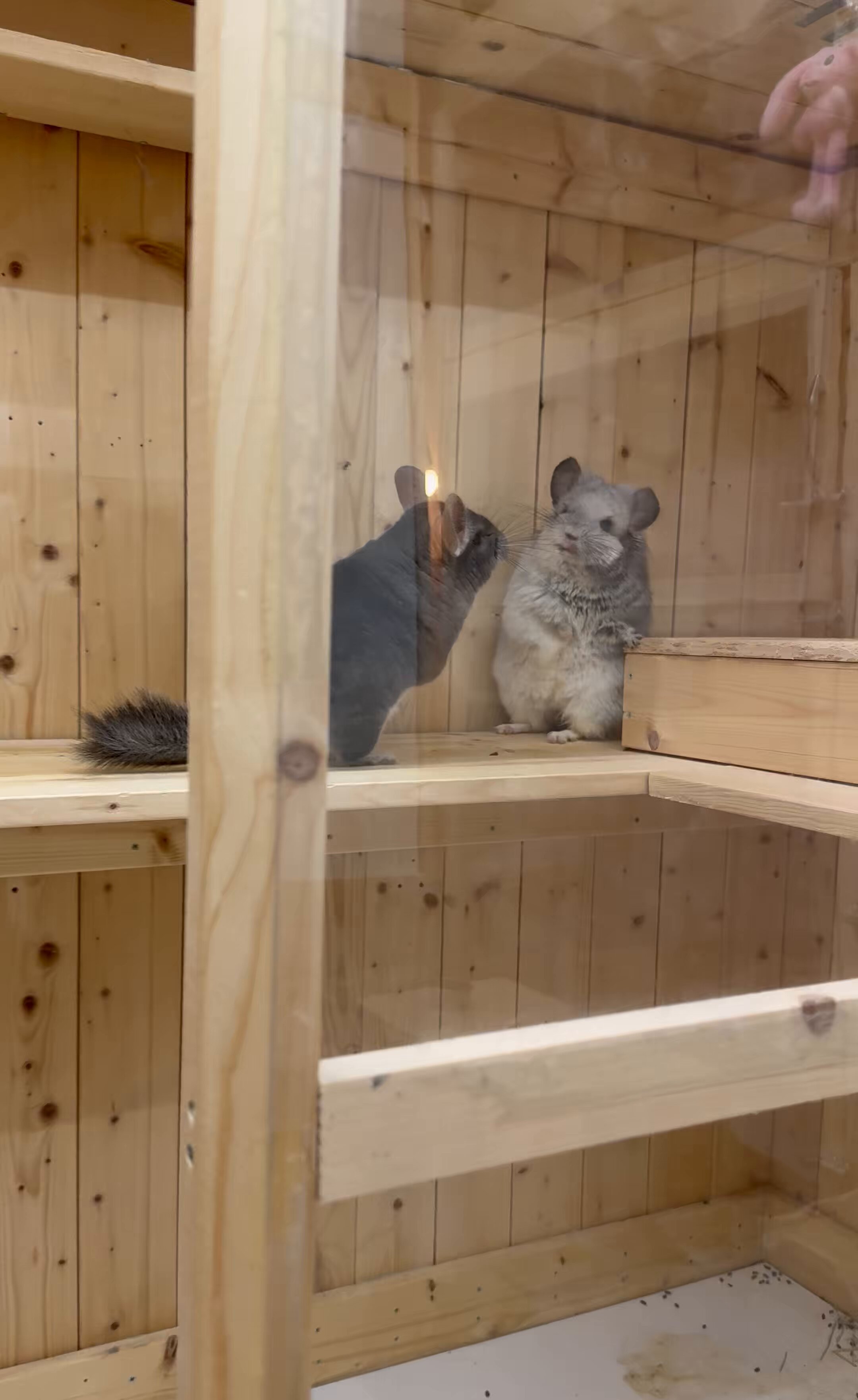 U_NEKOΦωΦ (しーしーしー ) on X: 