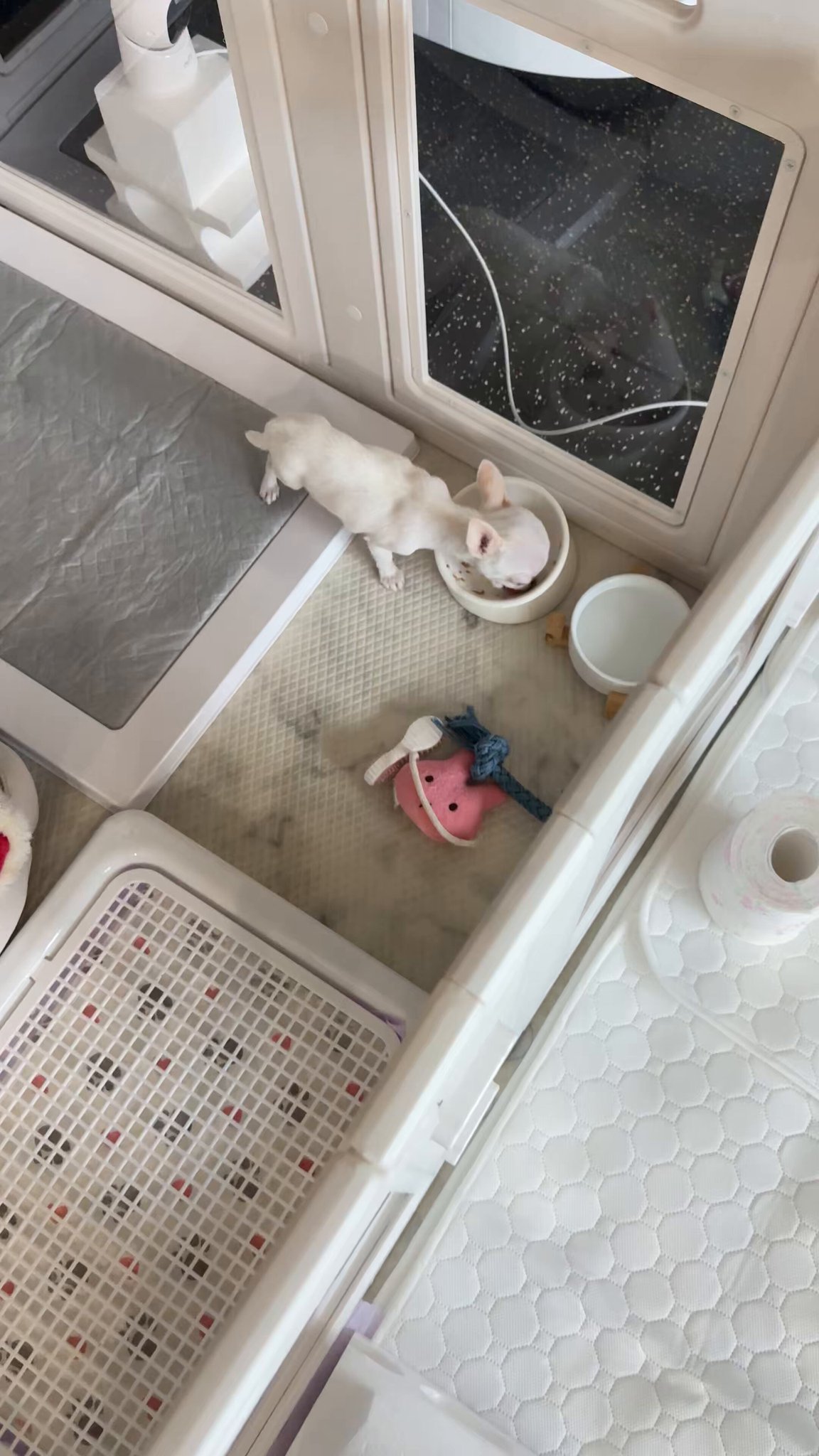 【中古】 さあ、今日から幸せになろう 犬が教えてくれた素朴ですてきな生き方５６/竹書房/マット・ウェインスタイン さあ、今日から幸せになろう 犬が教えてくれた素朴ですてきな
