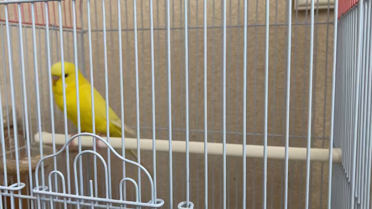 ぴーちゃん様 ご予約 ぴーちゃん様 ご予約 - メルカリ
