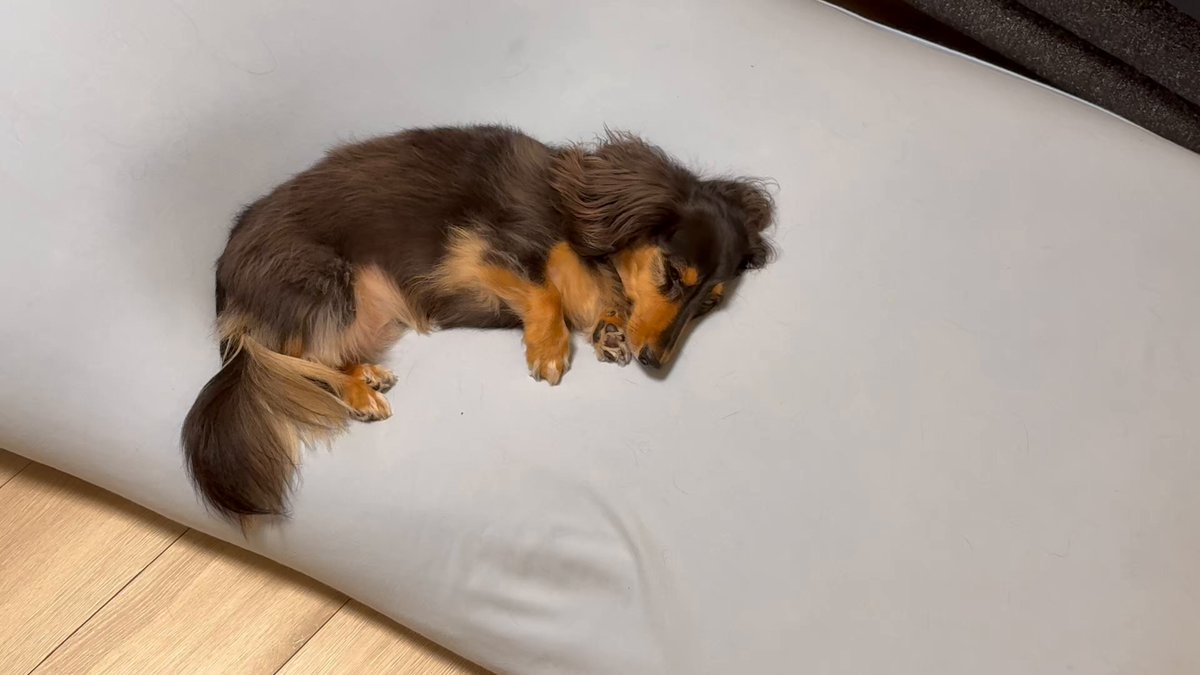 こうちゃん家】ダックス、ダックス、ときどきゴールデン