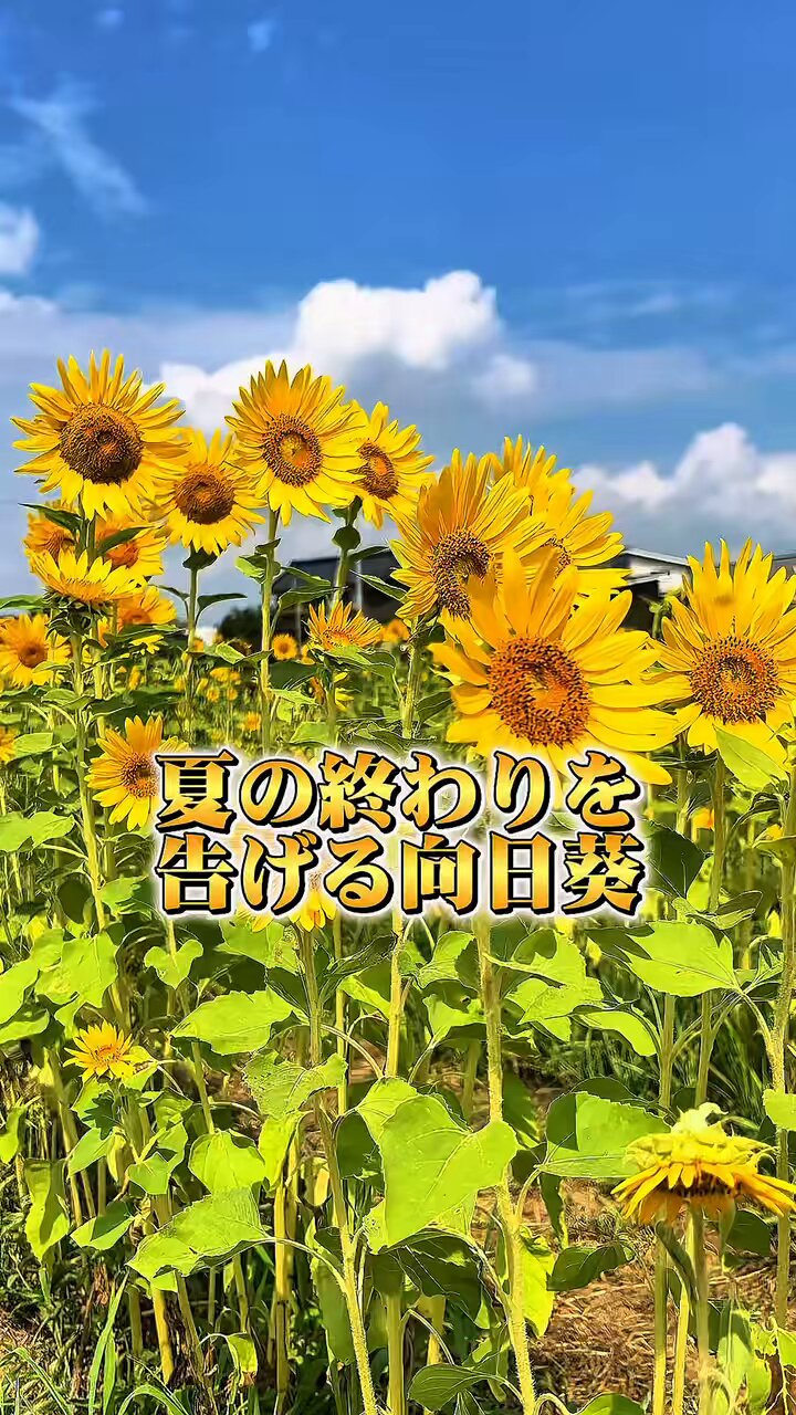 向日葵確認ページ 日本育児 追加セーフティープレート60 nihonikuji | ベビー