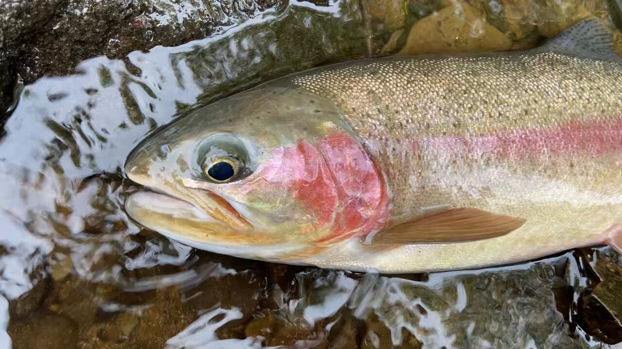 なかじ なかじー (@nakaji0807) / X