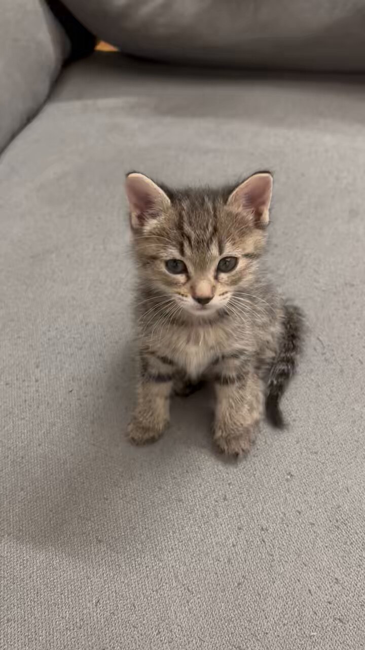 ✨ 猫汁✨ しら粥8/31盤上 東7た07a on X: 