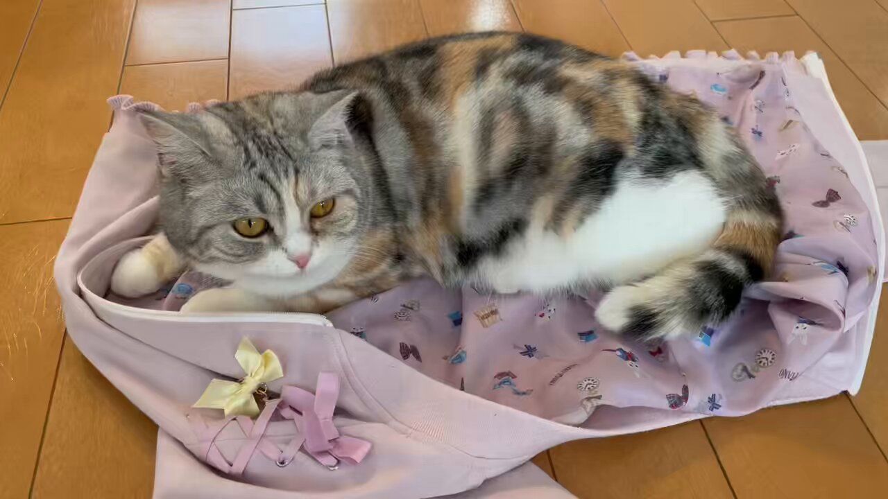メルねこ ねこモテ にゃめーる かつお ( 12g*20本入 )/ : 爽快ドラッグ