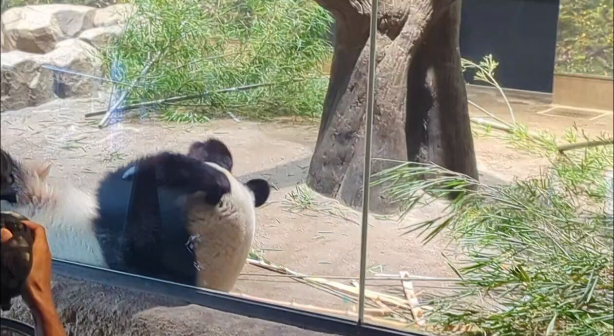 くましゃん、落花生人(毛はえちゃった)、へびしゃんぽしぇっと まや子 on X: 