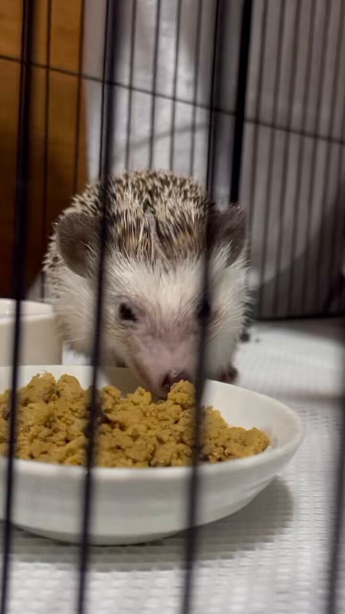 【メイタン様ご確認ページ】ハリネズミ メイタン様ご相談ページ】ハリネズミ