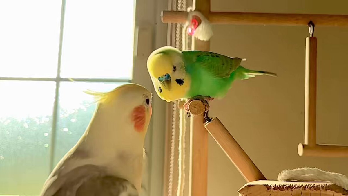 インコ オカメインコ セキセイインコ ルームウェア 61l31ewjSML._UF350,350_QL80_.jpg