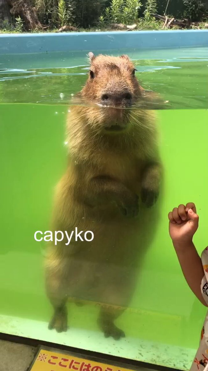けろけろ (@capyanimal) / X