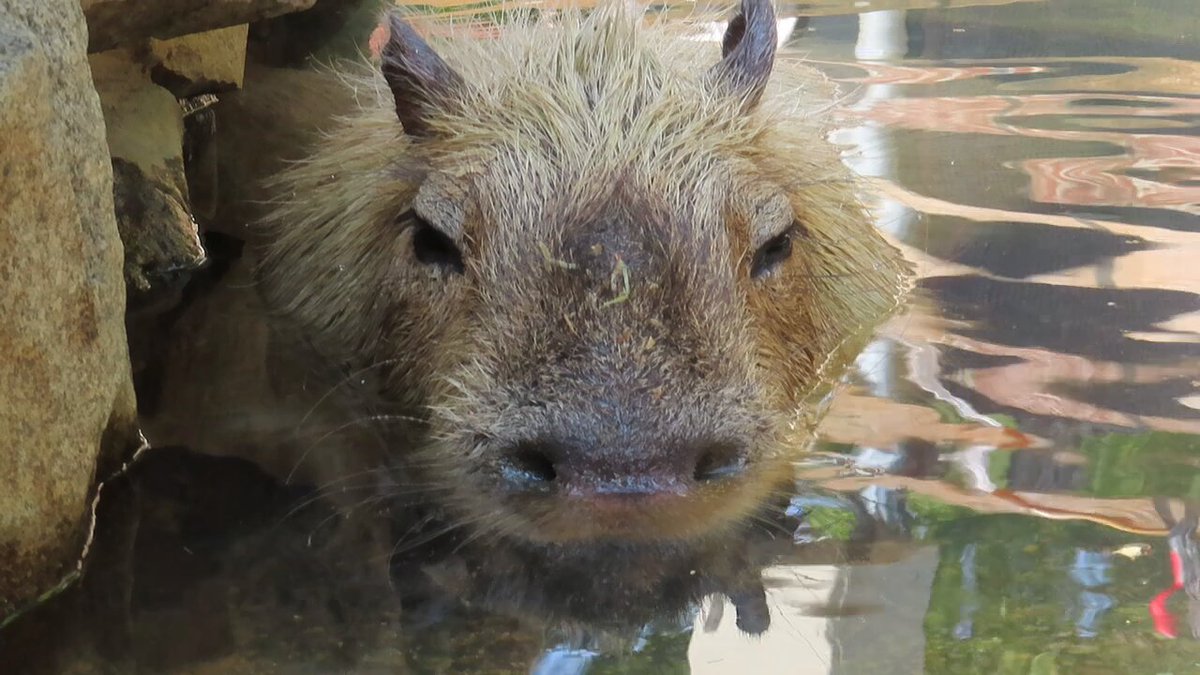カピバラページ graphic-pastel-capybara-jigsaw