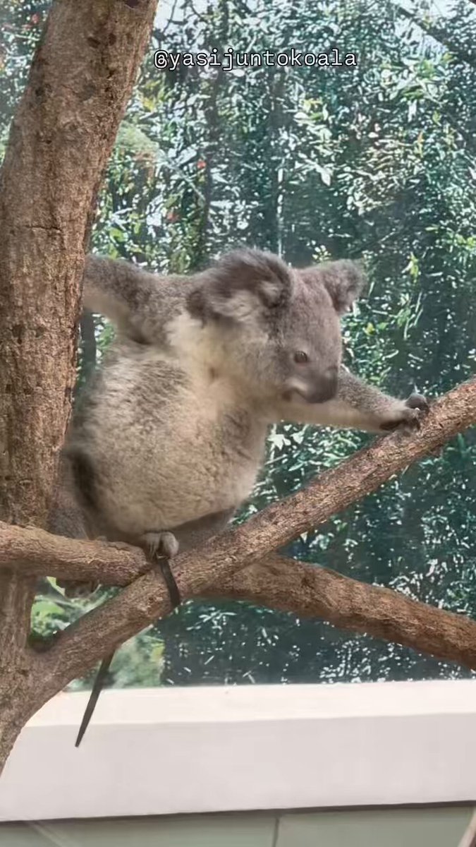 コアラ yasijun🐨🐨🐨コアラーイラストレーター on X: 
