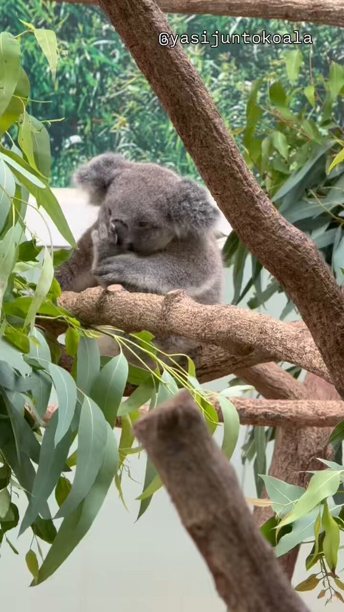 すみれいれいコアラ ママにあごのせスミレちゃん🐨💖🐨💐😊 20250622 🙅‍♀️無断