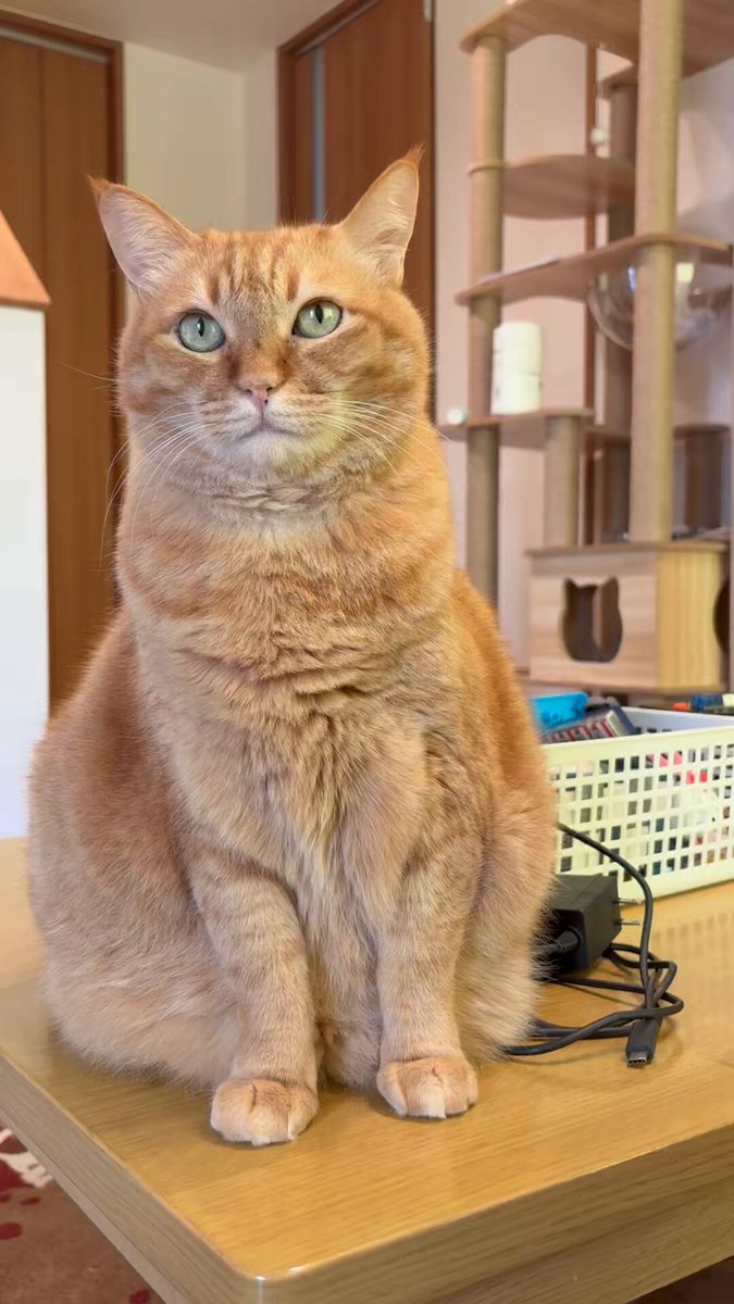すぅちゃんページ♡猫様　ガーデニング雑貨 Benny's Cat New Friend！！ - インテリア雑貨とガーデニング
