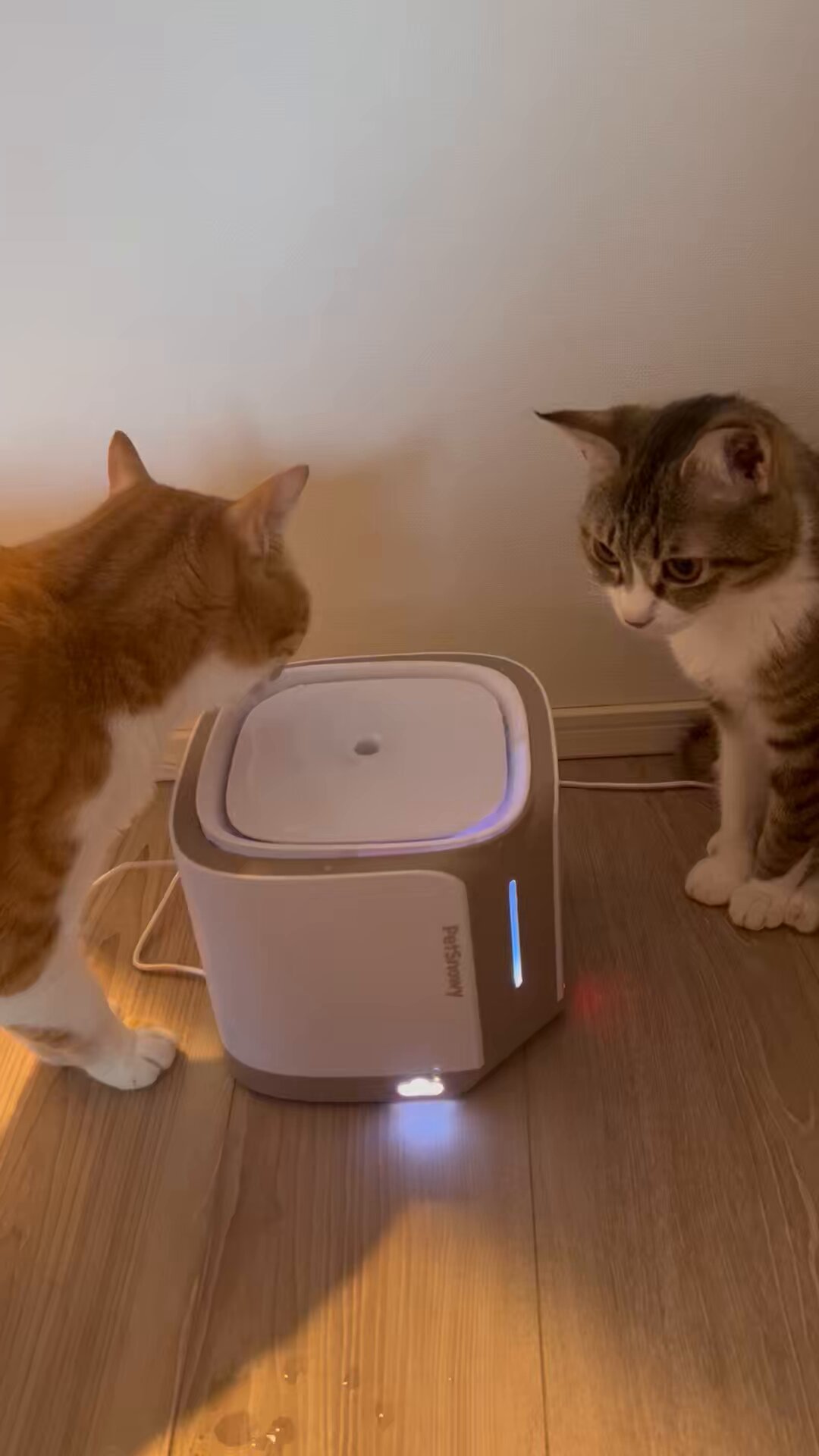【新品未使用】Petsnowy ペットスノーウィ 給水器 猫 話題の自動給水器が我が家にやってきた【PetSnowyペット自動給水