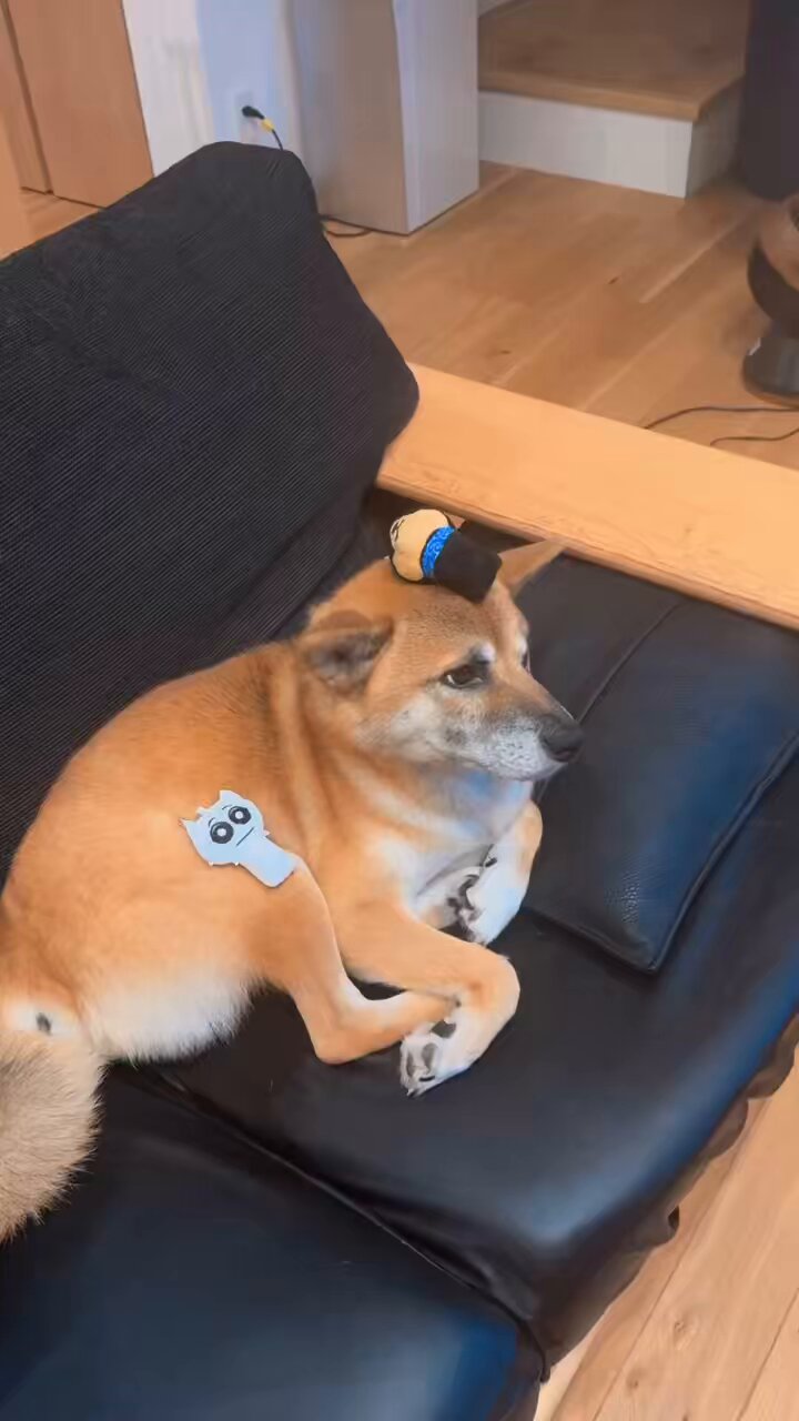 しば犬です。私の汗と涙が染み付いています。 Their Eyes Just