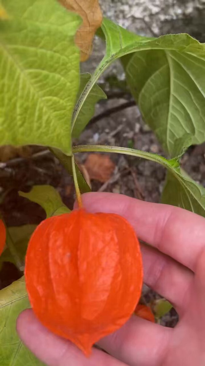 ChineseLanternPlant - Search / X