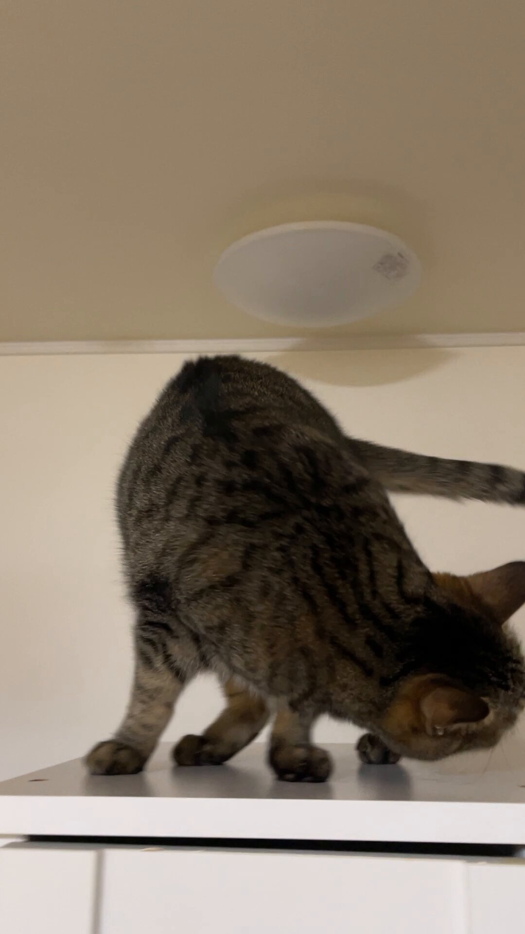 猫整体 キュベレイ on X: 