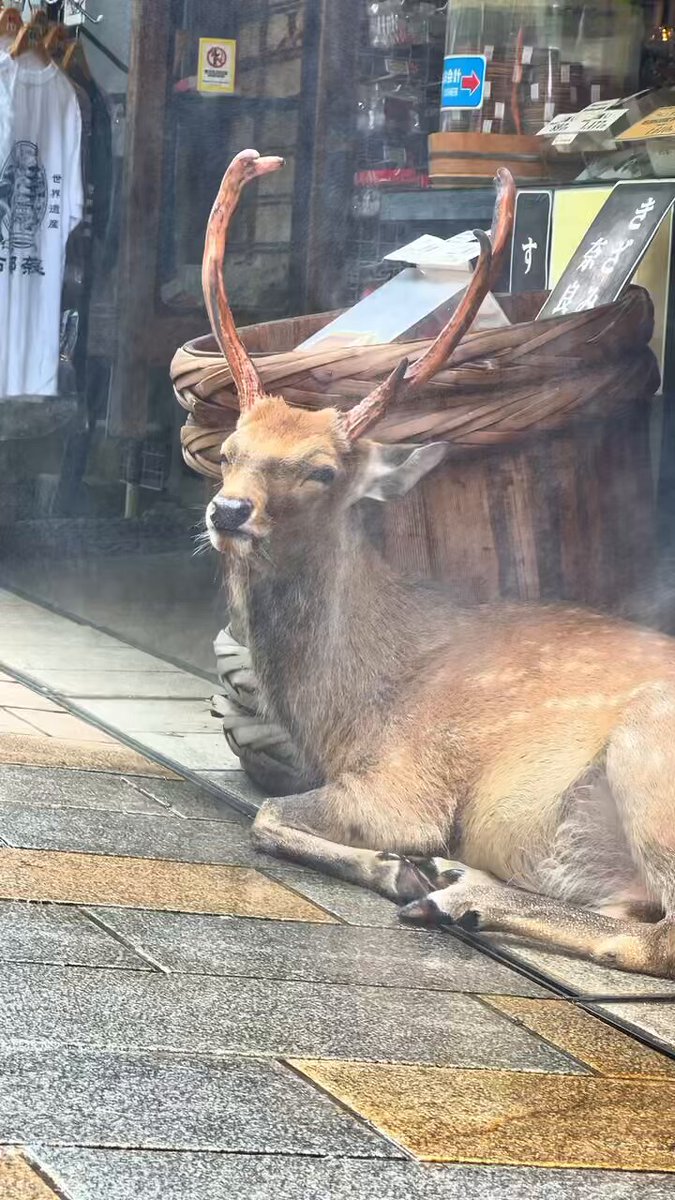 鹿達の日常 【nara deer channel】 (@naradeerphots) / X