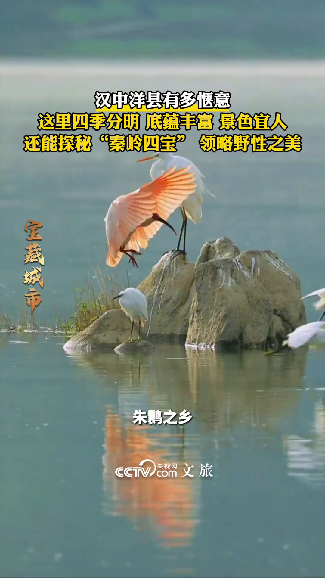 【中古】 中国はチベットからパンダを盗んだ/講談社/有本香 中国はチベットからパンダを盗んだ (講談社+α新書 414-1C) | 有