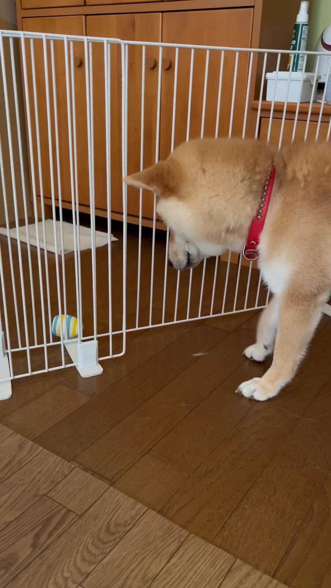 しばけん様　予約分　生活 柴犬こめ0歳 (@shibainukome) / X
