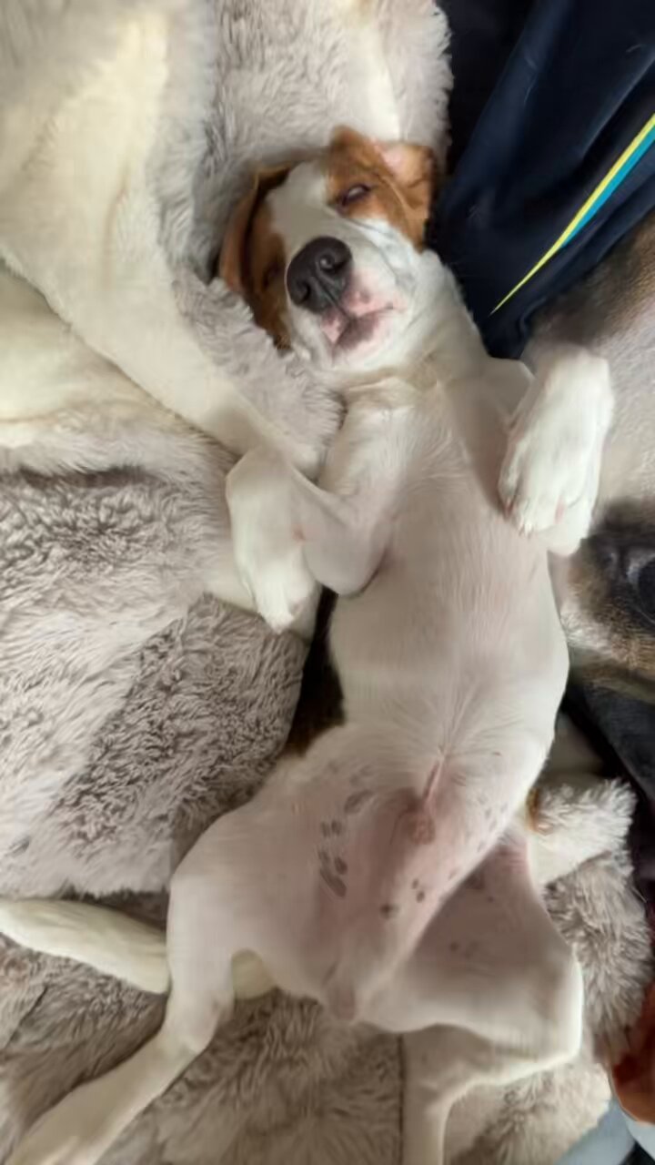 空が飛べる犬 on X: 