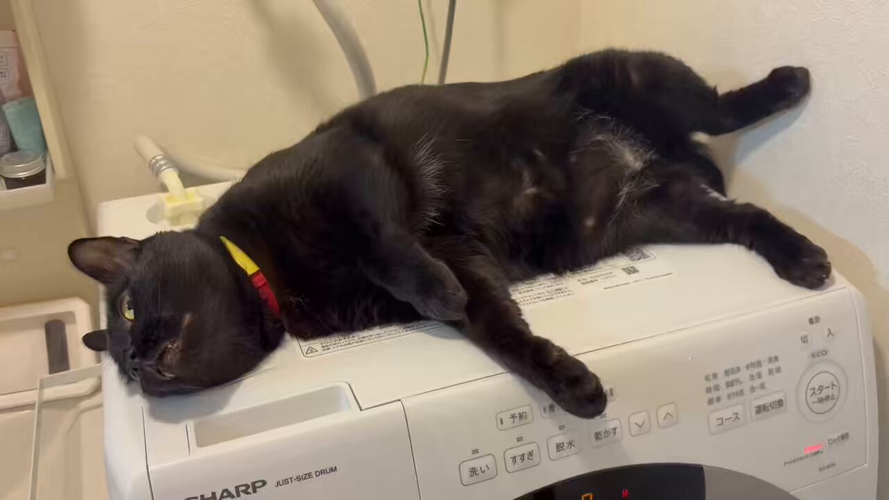 くろねこページ 黒猫ジジさん on X: 