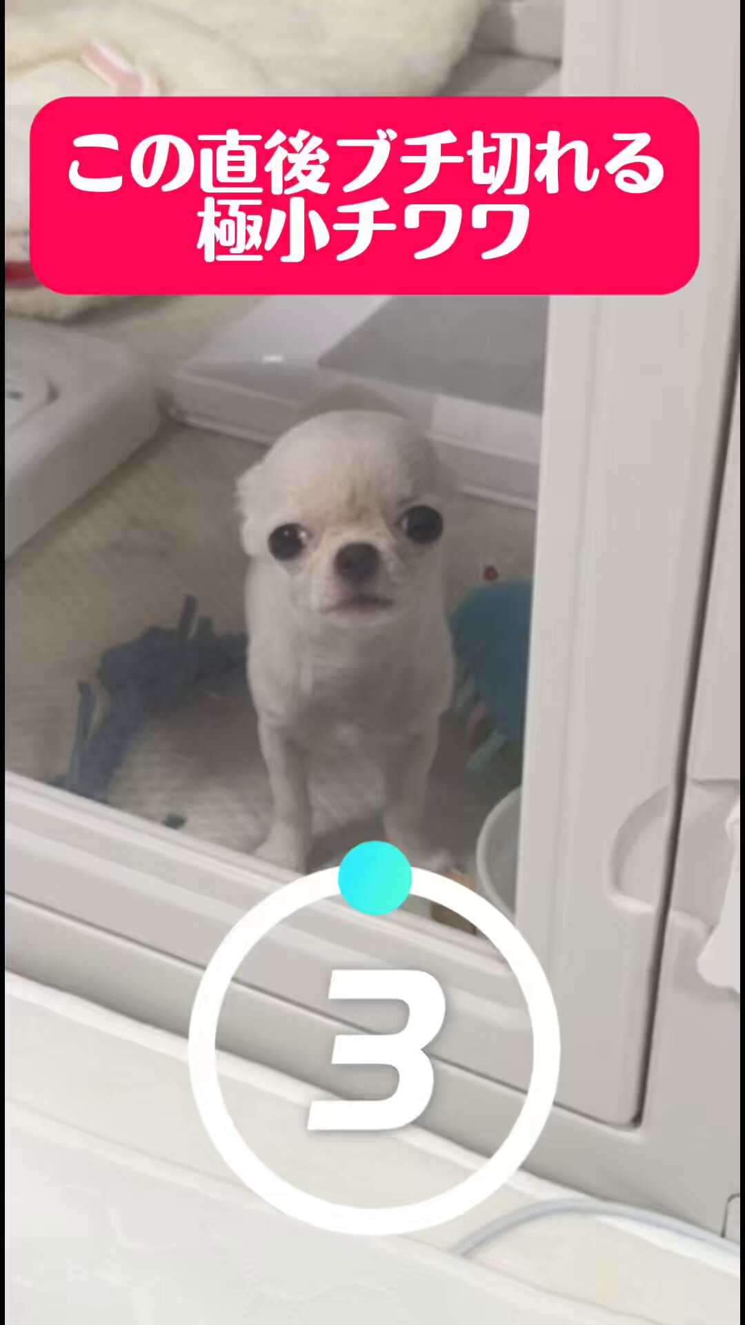 ✴︎チャッピーページ✴︎ チャッピー (@junhagemay) / X