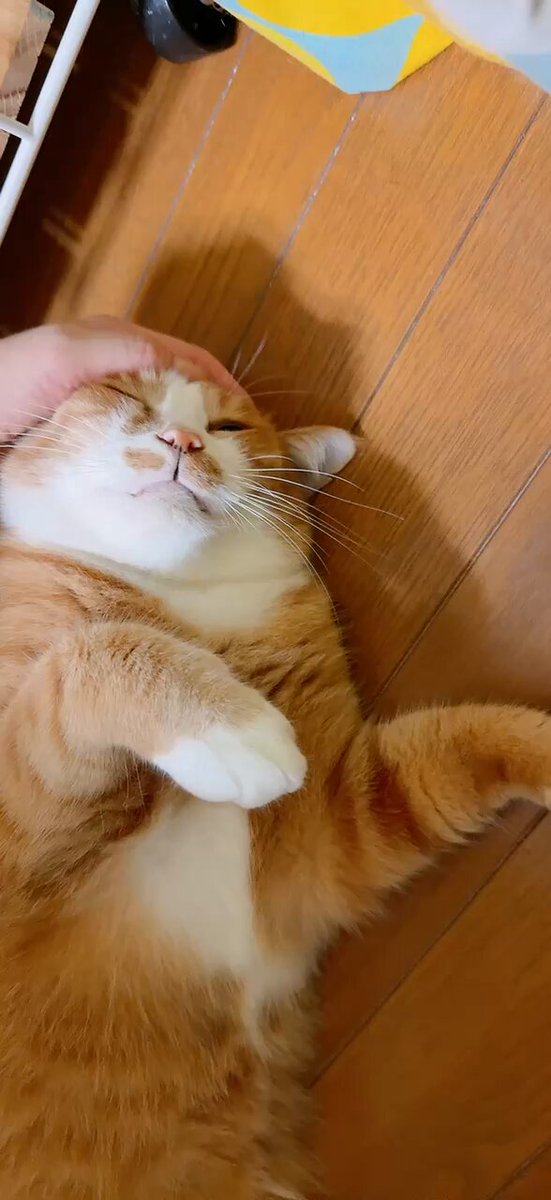 にゃんこ♡ mqdefault.jpg