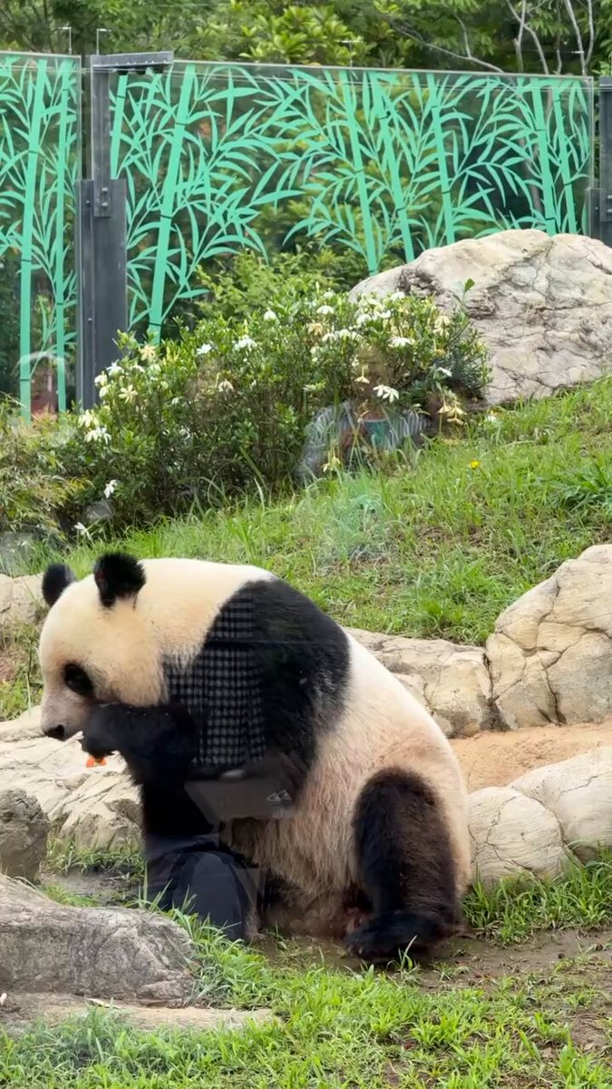 パンダのミャオミャオ Giant panda Xiang Xiang makes her first public appearance at