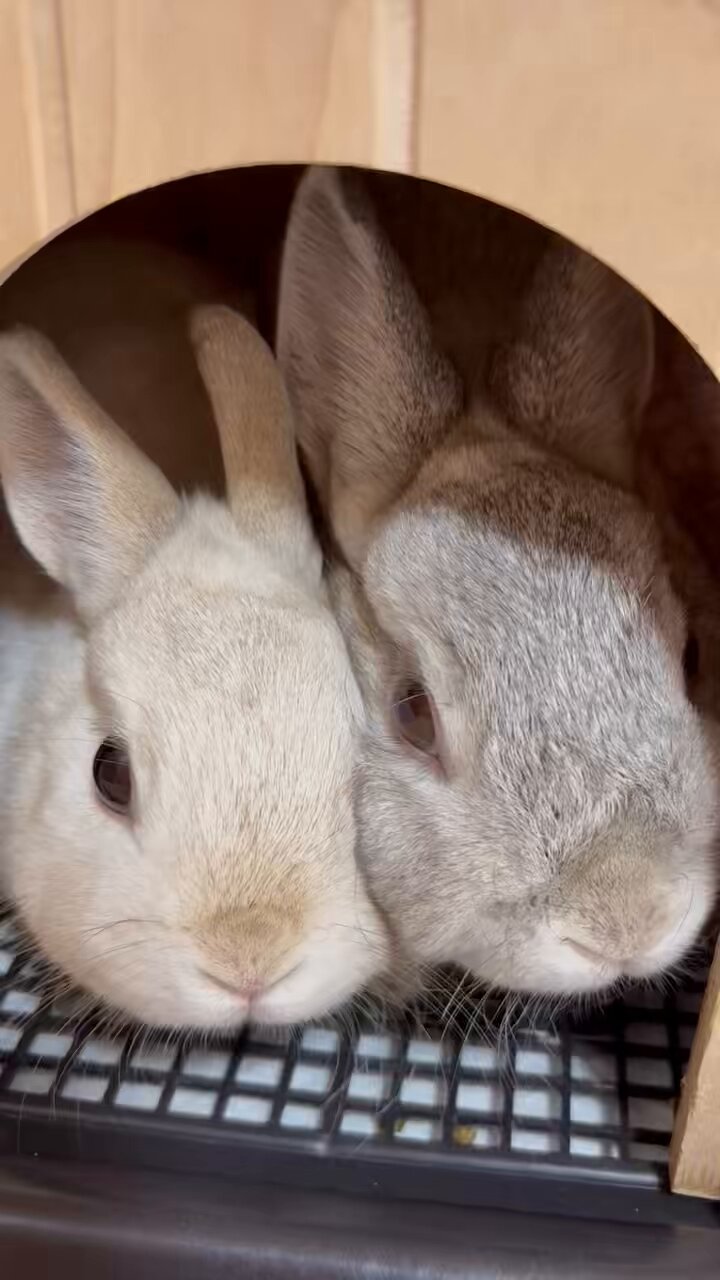 🐰うさぎの幸と福と心と華🐰 on X: 