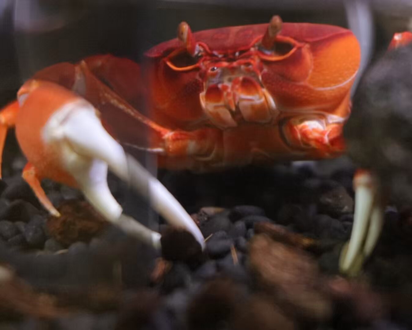 新品　美品　  spindleshanks crab カニ 送料無料 【ボイルズワイ蟹脚 2kg】4−5L 5−6肩 新鮮なうちに
