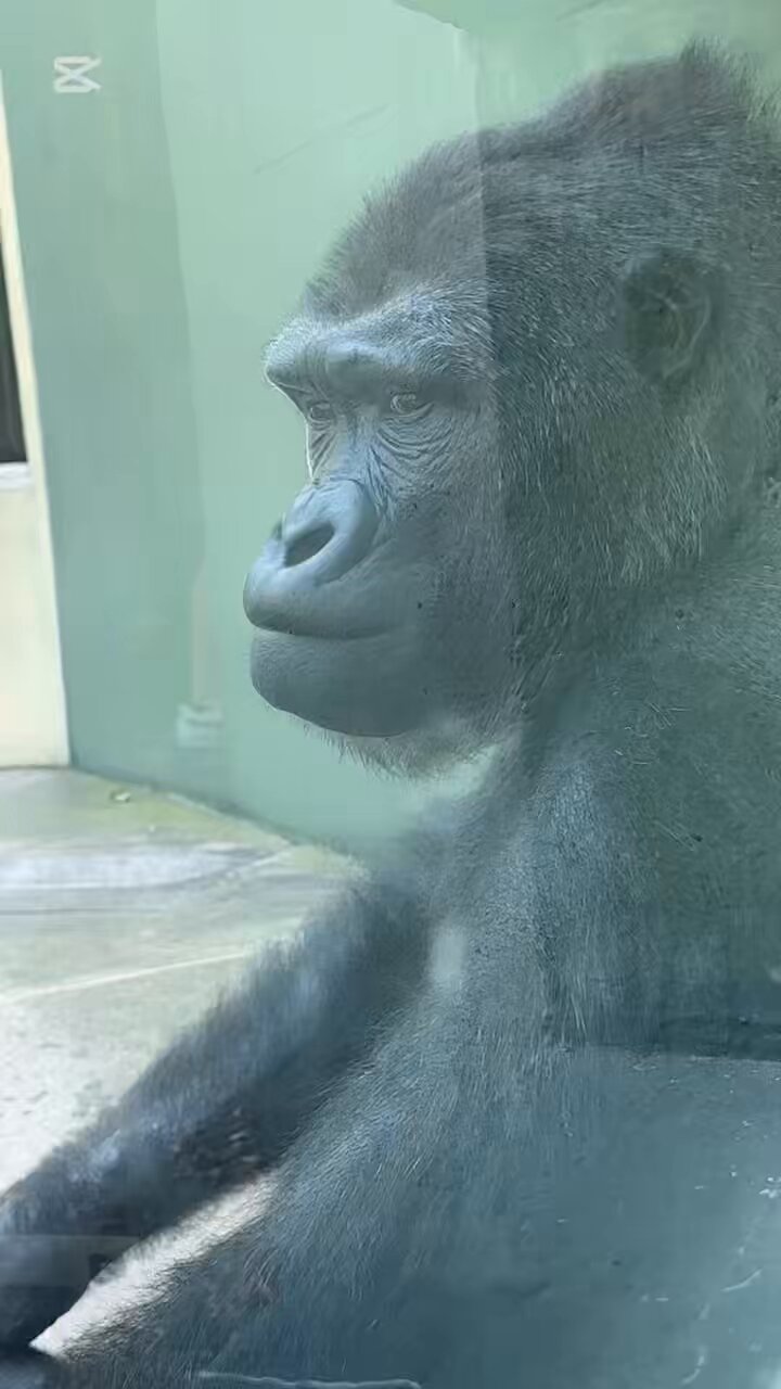ゴリラが好きなモンキー/プロフ読んでね！ Gorilla Vs 100 Men】さて、ゴリラで無双しますか。【#萌実game