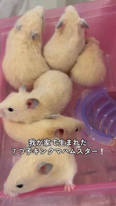 プラチナのツイート