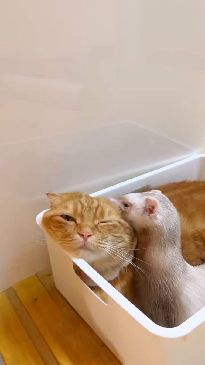 ひなねこ。ページ huku-001-01.jpg