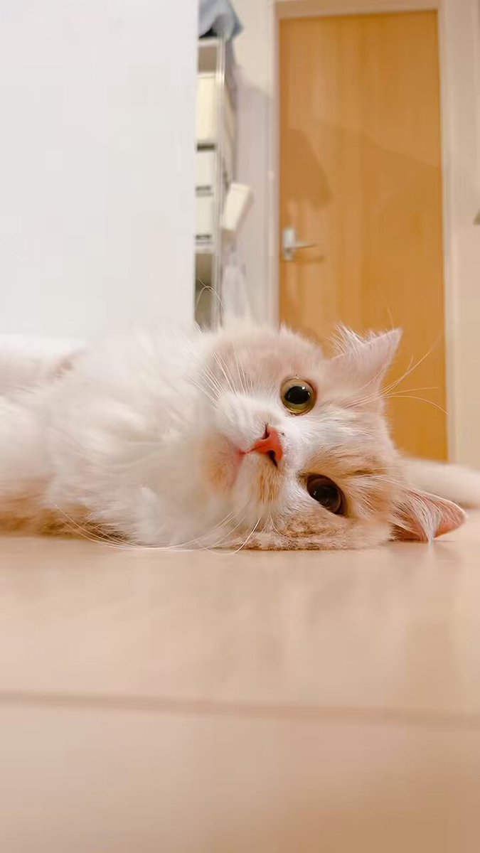 mog (@mogmogmog312) / X