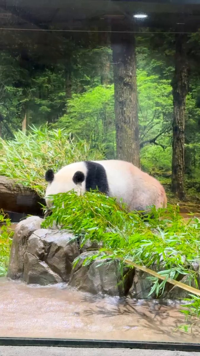 panda_xiang_xiang (@kedama_o_o) / X