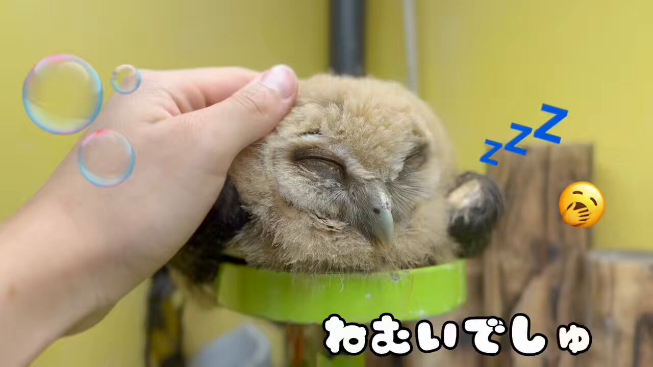 夫婦円満★家族皆の幸せ不要な人を見極めるフクロウオルゴナイト 夫婦円満☆家族皆の幸せ不要な人を見極めるフクロウオルゴナイト