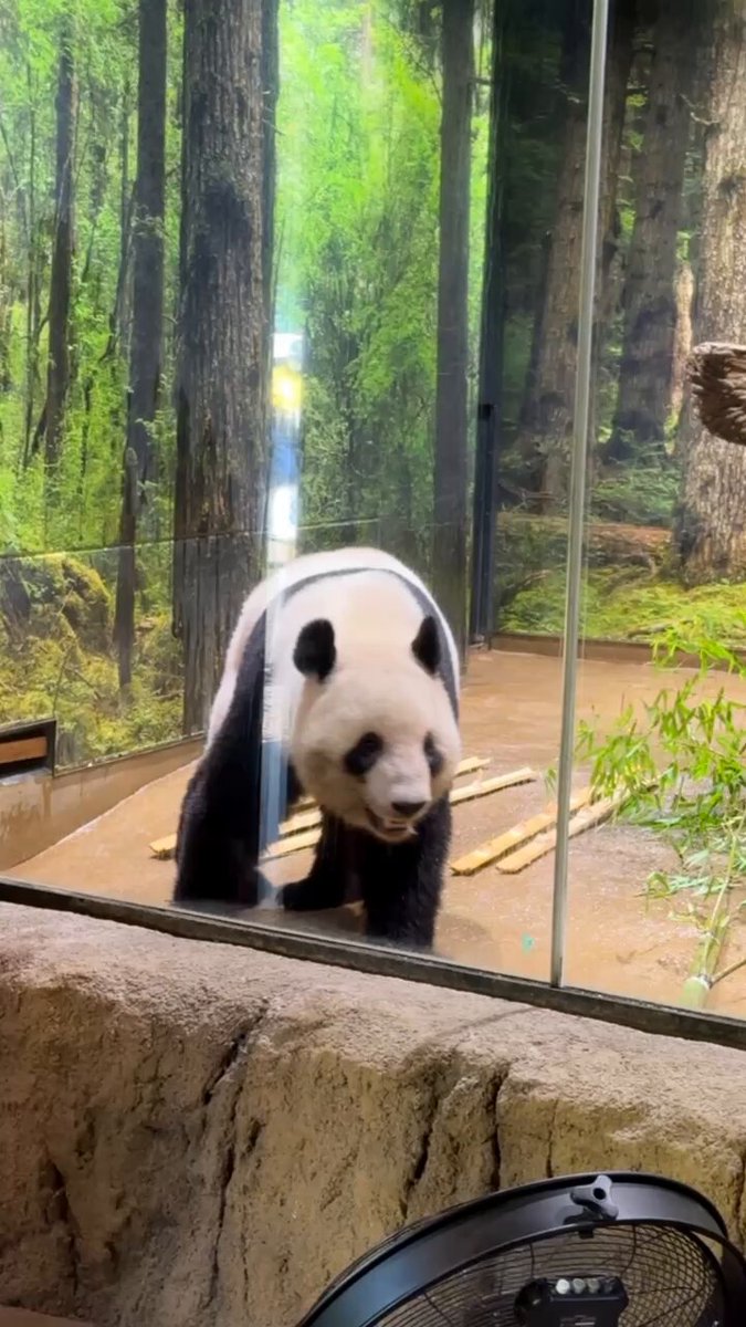 パンダのミャオミャオ Everyday Panda】「MEN'S PANDA」☆シャオシャオモデル