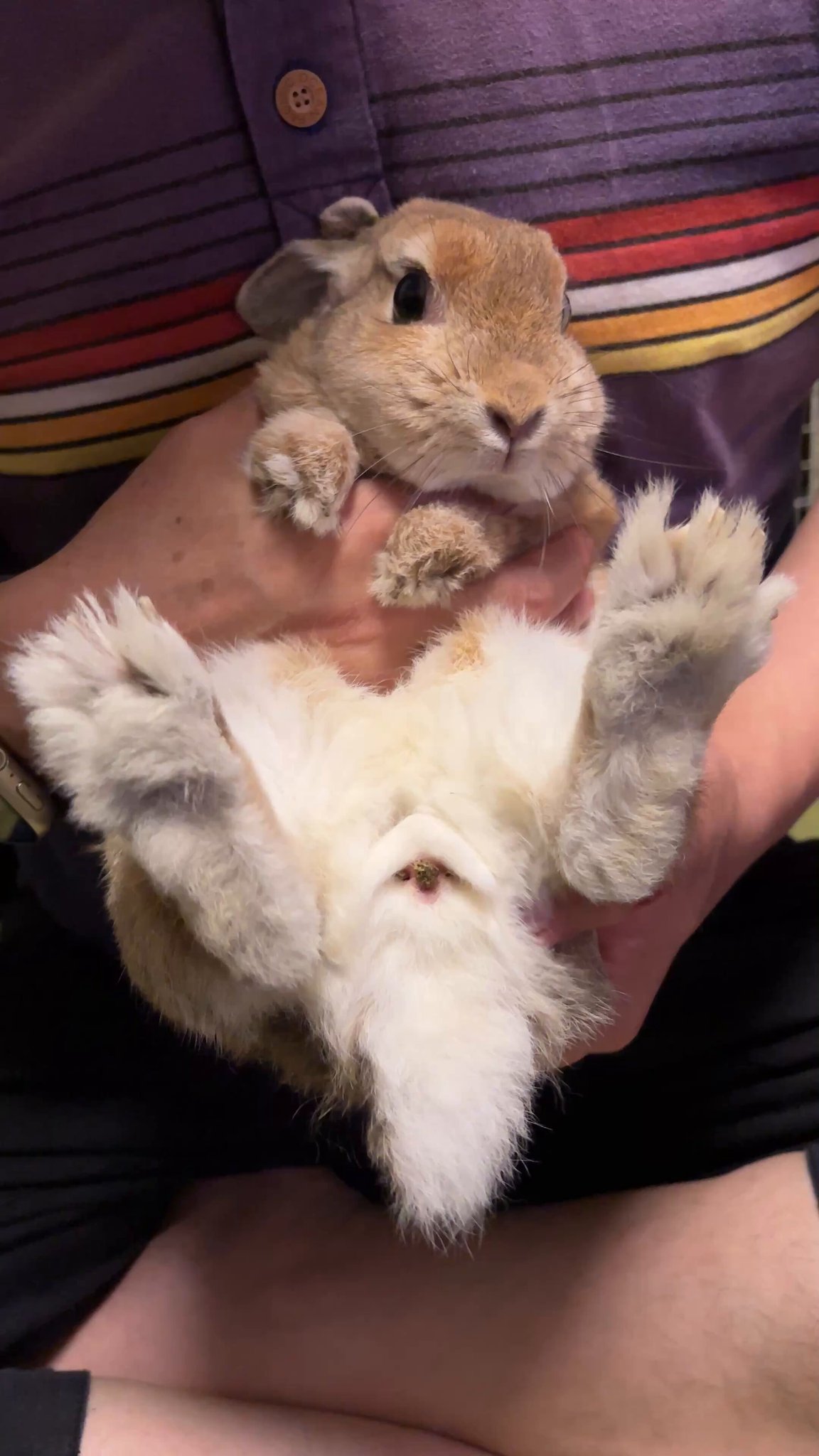 うさぎᕱ⋈ᕱページ うさぎのらてちゃん。 on X: 