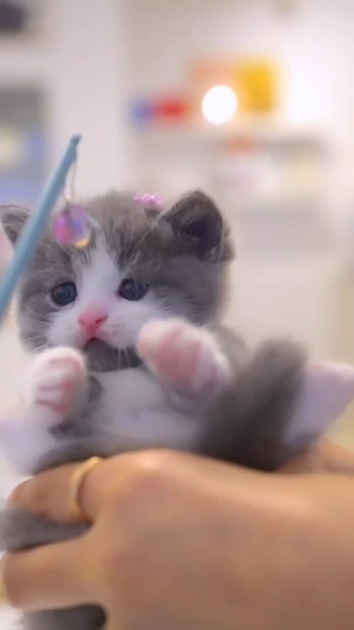 こねこ図鑑 on X: 